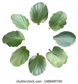 Set of vector realistic pansy leaves. Violet leaves