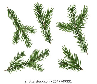 Set of Vector Realistic Pine Branches or fir tree, Isolated Evergreen Sprigs for Christmas Decoration