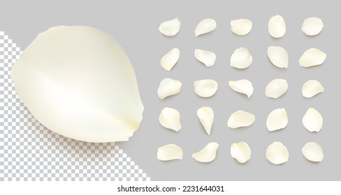Set of vector realistic rose petals of different shapes with shadow. Isolated white, cream volumetric petal on transparent gray background. Template for greeting romantic cards. Close-up