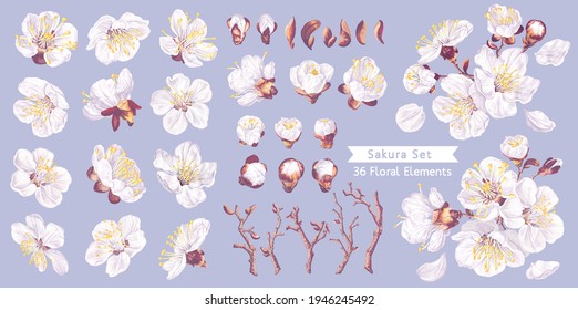 Set of vector realistic spring flowers. Flowers of fruit trees. White inflorescence, petals, apricot buds. Set for your design easy to use and customize, making your own flower arrangements.