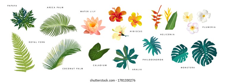 Set of vector realistic tropical leaves and flowers with names isolated on white background. Artistic botanical illustration. Vector EPS10