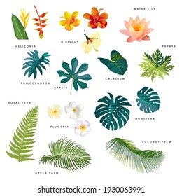 Set of vector realistic tropical leaves and flowers with names isolated on white background. Monstera, hibiscus, plumeria. heliconia, coconut palm tree. Artistic botanical illustration. Vector EPS10