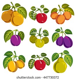 Set of vector ripe fruits and berries with green leaves, fruity trees design elements isolated on white background.