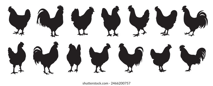 Conjunto de siluetas de gallo de Vector y pollo negro aislado sobre fondo blanco. Animales domésticos, Ilustración vectorial de gallinas, arte de gallinas.