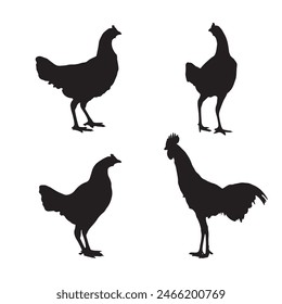 Set of vector rooster and chicken black silhouettes isolated on white background. Domestic animals hen vector illustration. hen art work.