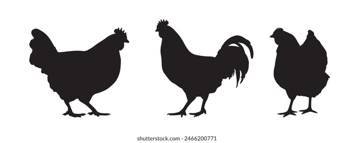 Set of vector rooster and chicken black silhouettes isolated on white background. Domestic animals hen vector illustration. hen art work.