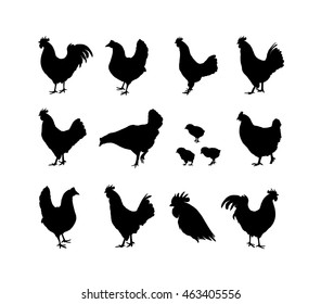 Set of vector rooster and chiken silhouettes on the white background. Chinese calendar for the year of rooster 2017.