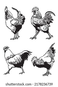 Set of vector roosters isolated on white background, domestic animals, grahical elements