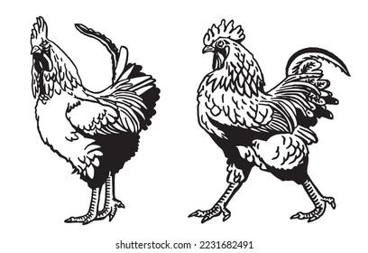 Set of vector roosters isolated on white background, domestic animals, grahical elements