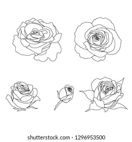 A set of vector roses. Black line art isolated on white.