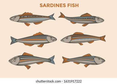 Set of Vector sardine. Icon badge fish for design seafood packaging and market