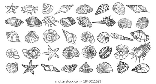 Set of vector sea different seashells, shells, molluscs, scallop. Drawn by a line on a white background. a large collection of seashells of various shapes. 