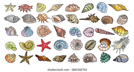 Set of vector sea different seashells, shells, molluscs, scallop. Drawn by a line and multicolored on a white background. A large collection of seashells of various shapes.