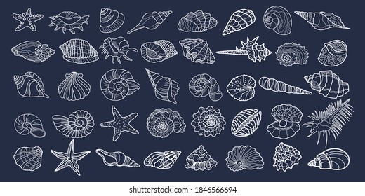 Set of vector sea different seashells, shells, molluscs, scallop. Drawn by a white line on a dark background. a large collection of seashells of various shapes. 