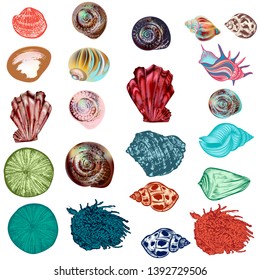 Set of vector sea shells for design in hand drawn detailed realistic style