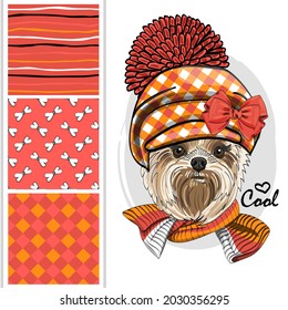 Set of vector seamless patterns and  illustration of smartly dressed dog. Print on T-shirts, bags and other fashion products. Design children's clothing and accessories. 