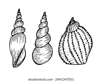 A set of vector seashell line art illustrations. Hand drawn maritime seashell sketch. Undersea seashells outline drawing. Design elements for icon, logo, seafood shop, menu, coloring.