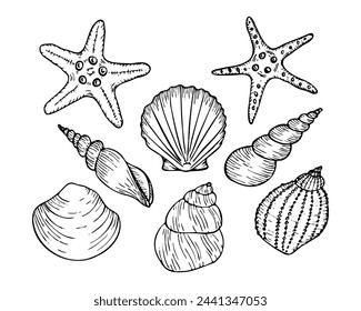 A set of vector seashell line art illustrations, including starfish, scallop. Hand drawn maritime seashell sketch. Undersea seashells outline drawing. For icon, logo, seafood shop, menu, coloring.