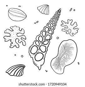Set of vector seashells. Kauri shells. Hand drawing illustration with engraving line. A collection of realistic sketches of various mollusk shells of various shapes.River shell. For cards, posters.