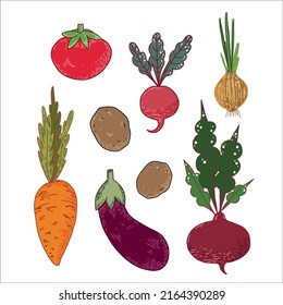 A set of vector seasonal vegetables isolated on a white background. Red radish, red beetroot, carrot, tomato, eggplant. Suitable for menu design, cuisine, invitations, textiles, for creativity.