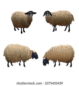 Set of vector sheeps with black head. Illustration isolated on white background