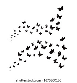 Set of vector silhouette of butterflies on white background. Symbol of nature and insect.