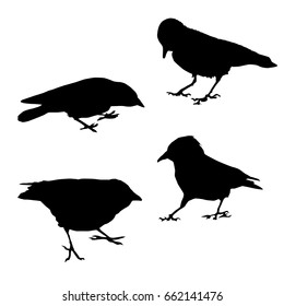 Set vector silhouette of a crow different poses, black color, isolated on white background