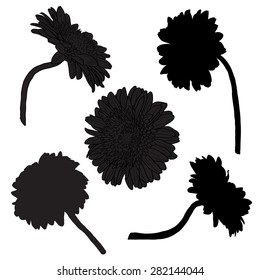Set of vector silhouette flowers: chamomile, aster, gerber, chrysanthemum. Can use as element design, card, template, invitation, wedding, birthday, wallpaper, pattern etc.