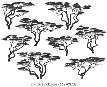 Set of vector silhouettes of African acacia trees isolated on white.