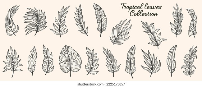 Conjunto de siluetas vectoriales de hojas tropicales brillantes. Aislado sobre un fondo blanco. Dibujar esbozos de hojas. Silhouettes de hojas tropicales. Hojas tropicales de palma.