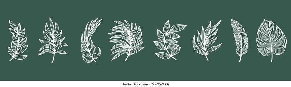 Set of vector silhouettes of bright tropical leaves. Isolated on a white background. Drawing sketches of leaves. Silhouettes of tropical leaves. Tropical palm leaves.