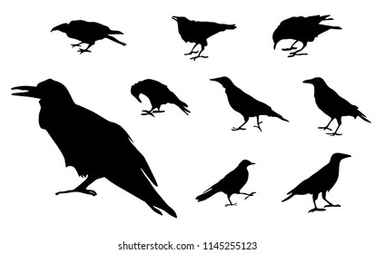Set vector silhouettes of a crow different poses, black color, isolated on white background