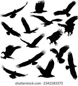 Set of vector silhouettes of eagles in different poses isolated on a white background.  Spoiling eagles black icons
