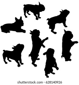 Set of vector silhouettes of a French bulldog in different poses, standing, lying, sitting, black color, isolated on white background