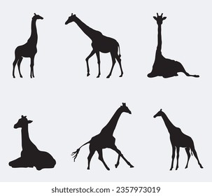 Set of vector silhouettes of giraffes