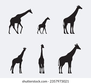 Set of vector silhouettes of giraffes