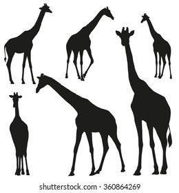 Set of vector silhouettes of giraffes - Shutterstock ID 360864269