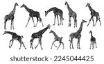 Set of vector silhouettes of giraffes. giraffe on isolated background vector graphics Black and white carved giraffe. Giraffe.