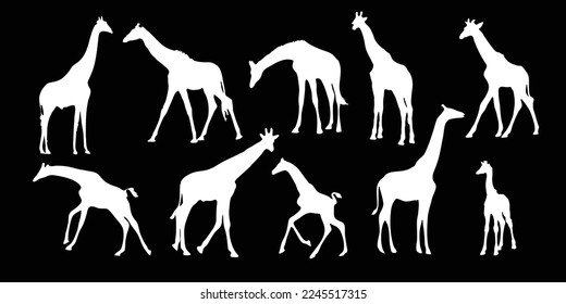 Set of vector silhouettes of giraffes. giraffe on isolated background vector graphics Black and white carved giraffe. Giraffe.
