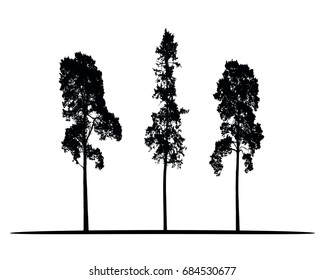 Set of vector silhouettes of high coniferous trees isolated on white background