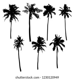 Set of vector silhouettes isolated tropical palm trees. 