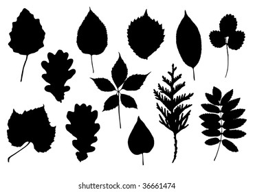 Set of vector silhouettes of leaves