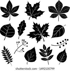 Set of vector silhouettes of leaves isolated on a white background.