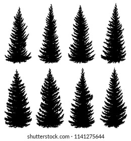 Set of vector silhouettes of old wild spruce trees (fir, fir-tree).