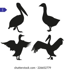 Set of vector silhouettes of pelican, goose and duck
