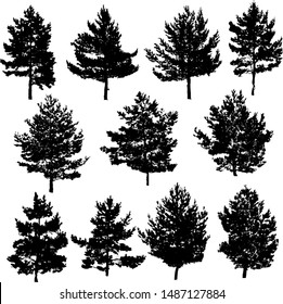 Set of vector silhouettes of pines of different shapes isolated on a white background. Many black pine icons