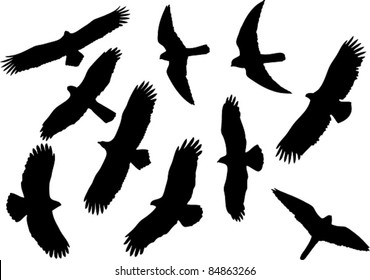 Set of vector silhouettes of raptors including kestrel, eagles and kite