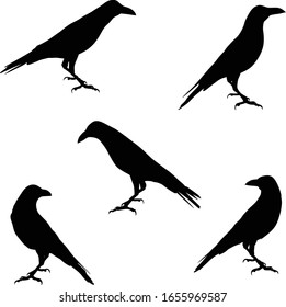 Set of vector silhouettes of a raven in different poses isolated on white background.
