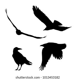 Set of vector silhouettes of ravens and crows, flying and sitting, isolated on white background