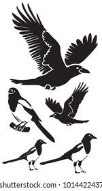 Set of vector silhouettes of ravens, magpie and crows, flying and sitting. Isolated on white background. 